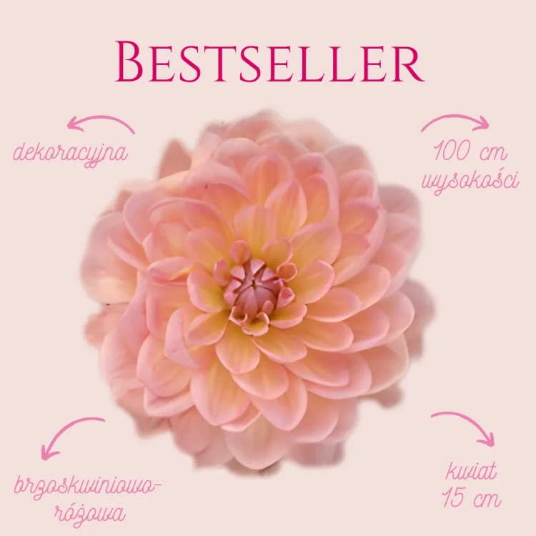 Bestseller