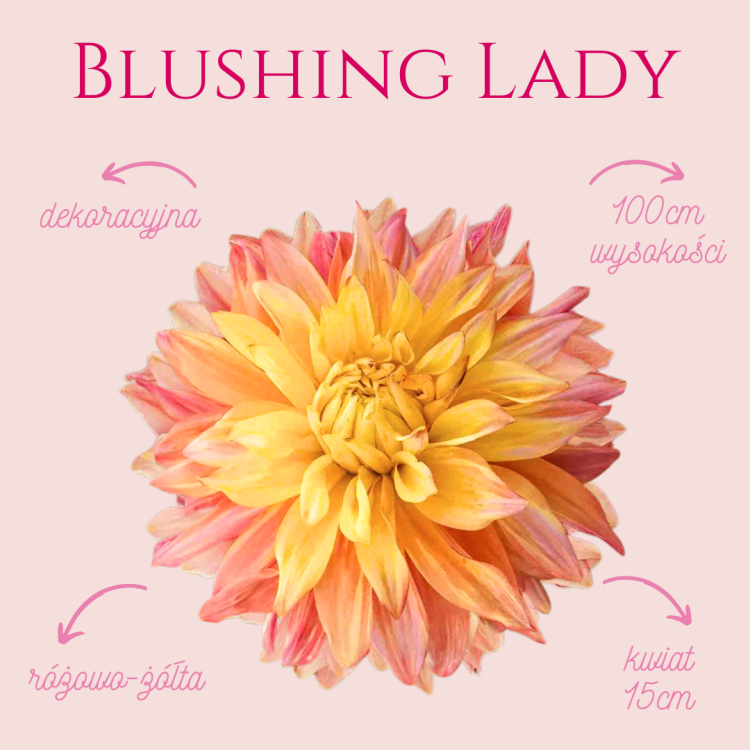 Blushing Lady
