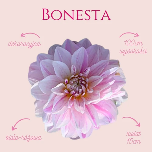Bonesta