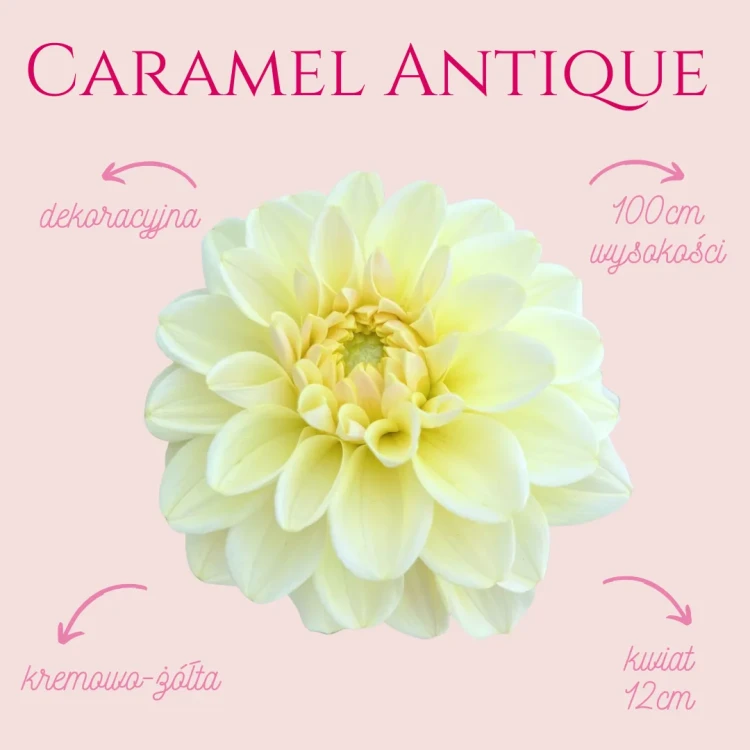 Caramel Antique