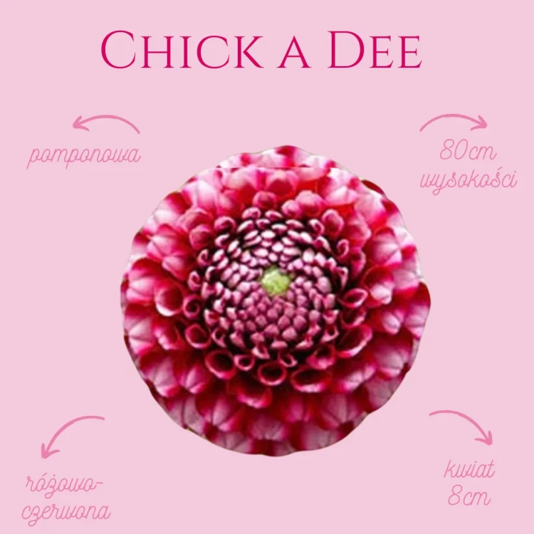 Chick A Dee