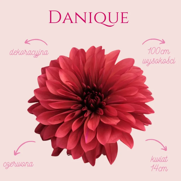 Danique