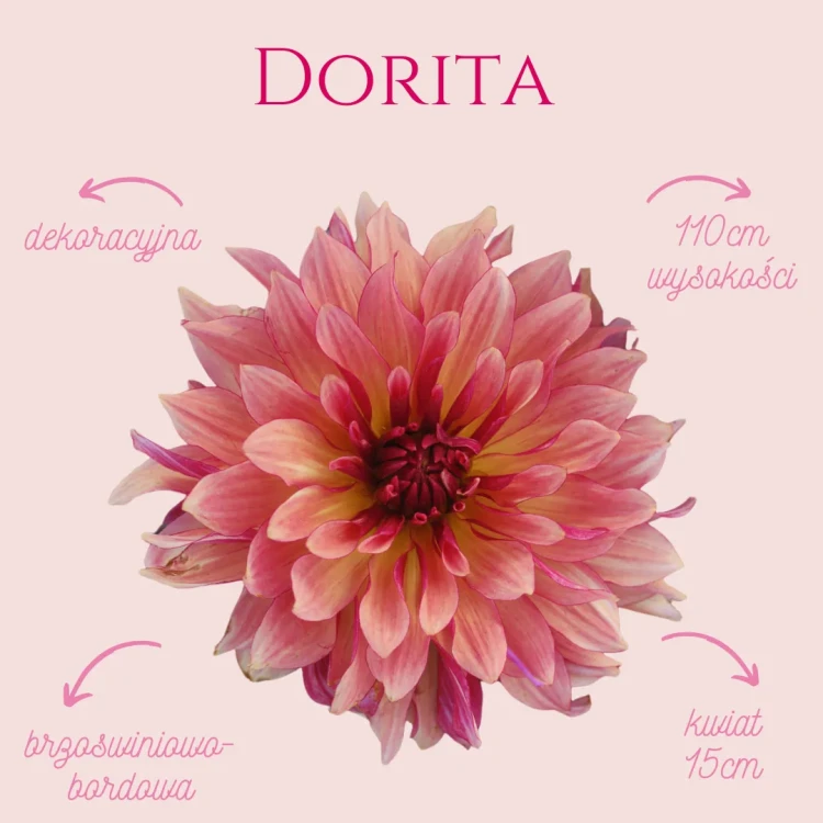 Dorita