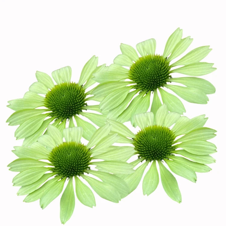 Echinacea purpurea, zielona jeżówka