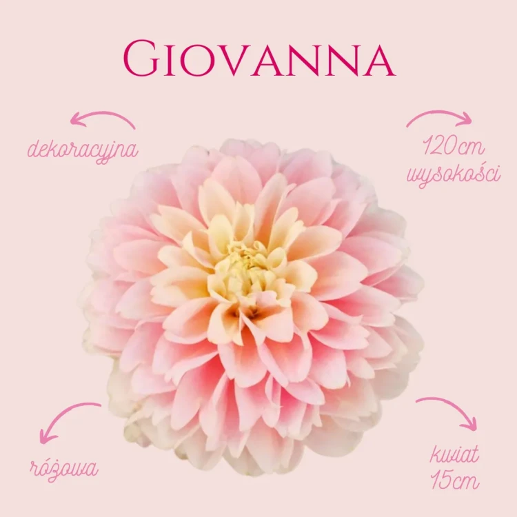 Giovanna