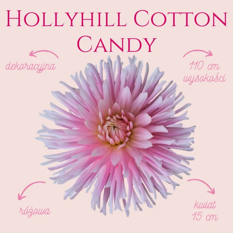 Hollyhill Cotton Candy