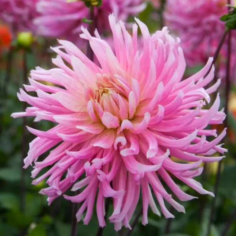 Hollyhill Cotton Candy