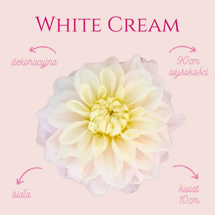 White Cream