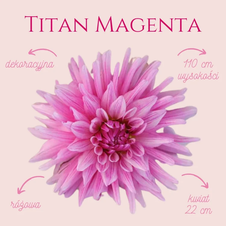 Titan Magenta
