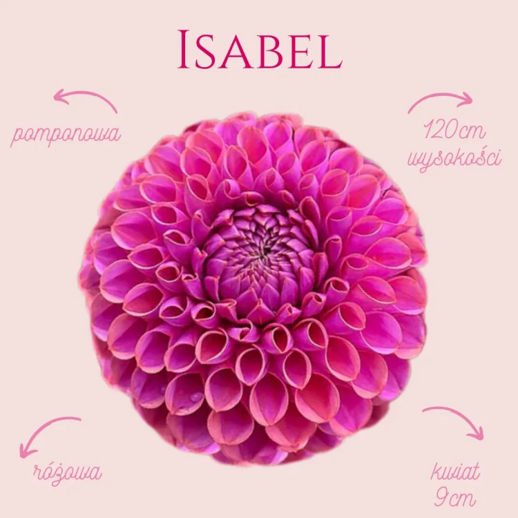 Isabel