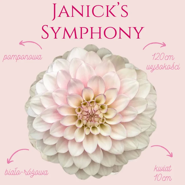 Janick's Symphony