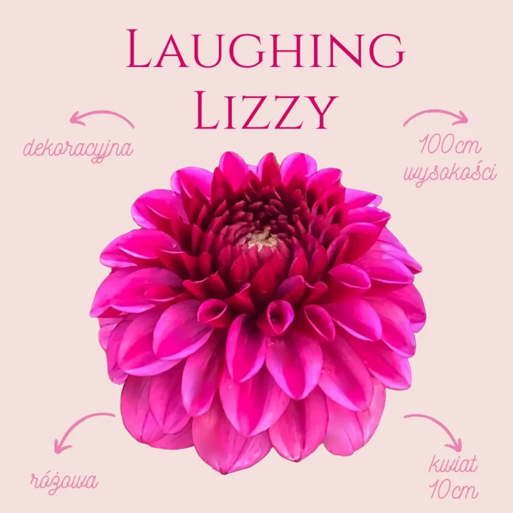 Laughing Lizzy