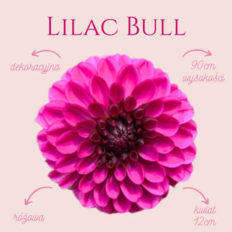 Lilac Bull