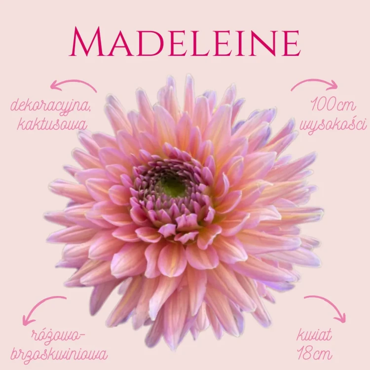 Madeleine