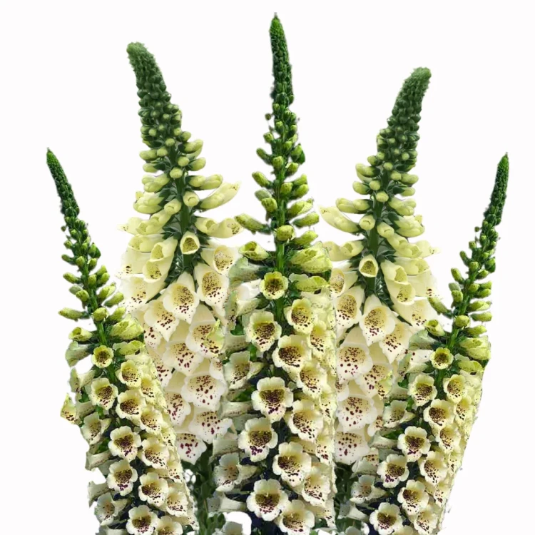 Digitalis hybrid