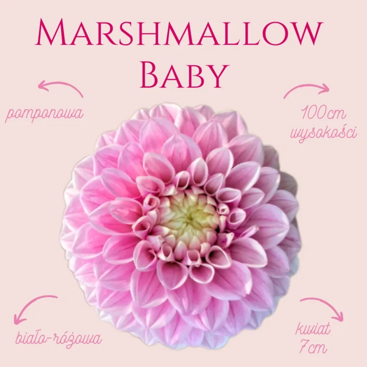 Marshmallow Baby