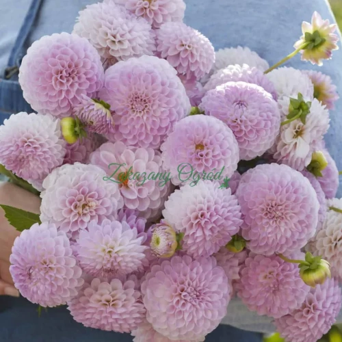 Megan Dean (1)_11zon.webp