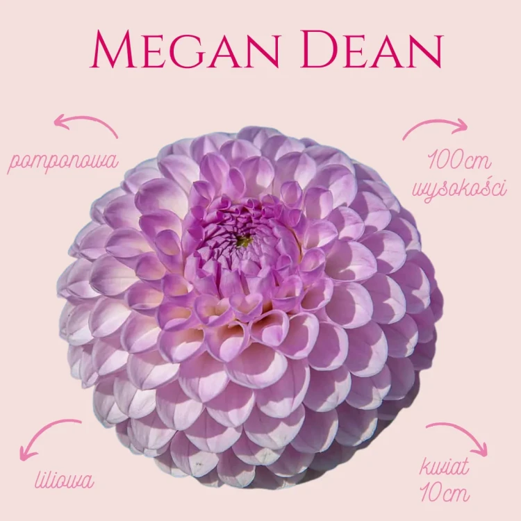 Megan Dean_11zon.webp
