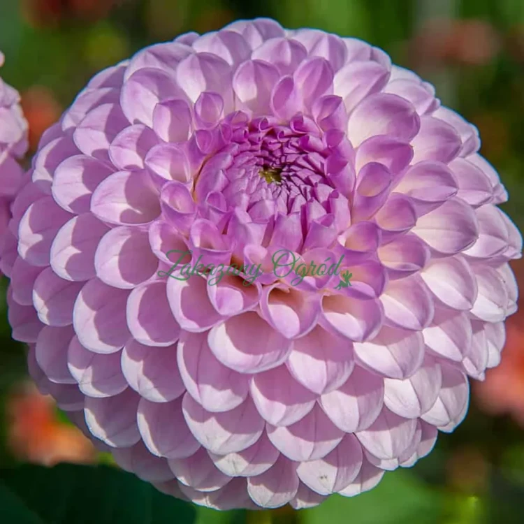 Megan Dean (2)_11zon.webp