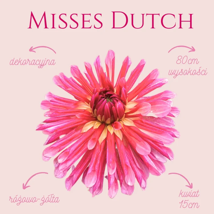 Misses Dutch