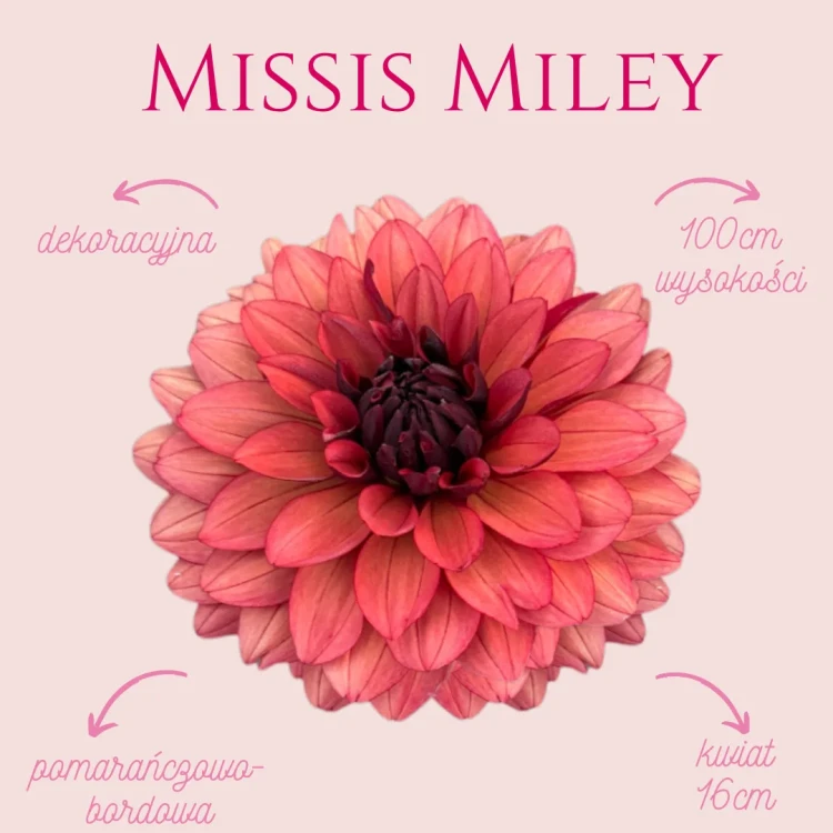 Missis Miley