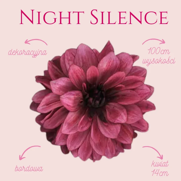Night Silence_11zon.webp