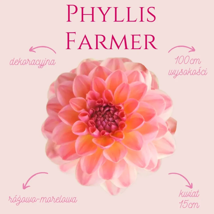 Phyllis Farmer