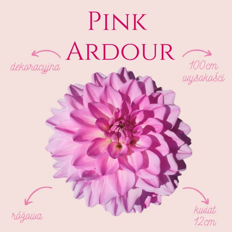 Pink Ardour