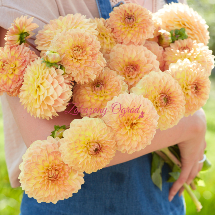 Blyton Softer Gleam.png