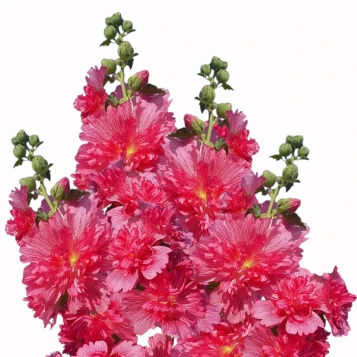 Alcea rosea, malwa różowa, nasiona wysoka jakość