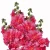 Alcea rosea, malwa różowa, nasiona wysoka jakość