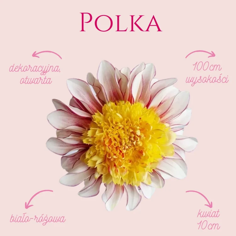 Polka