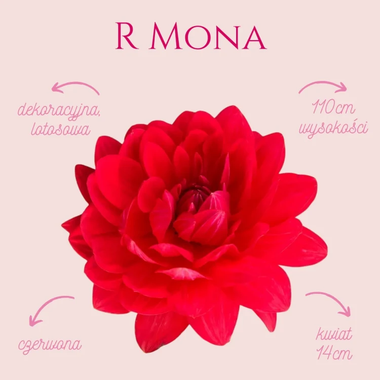 R Mona