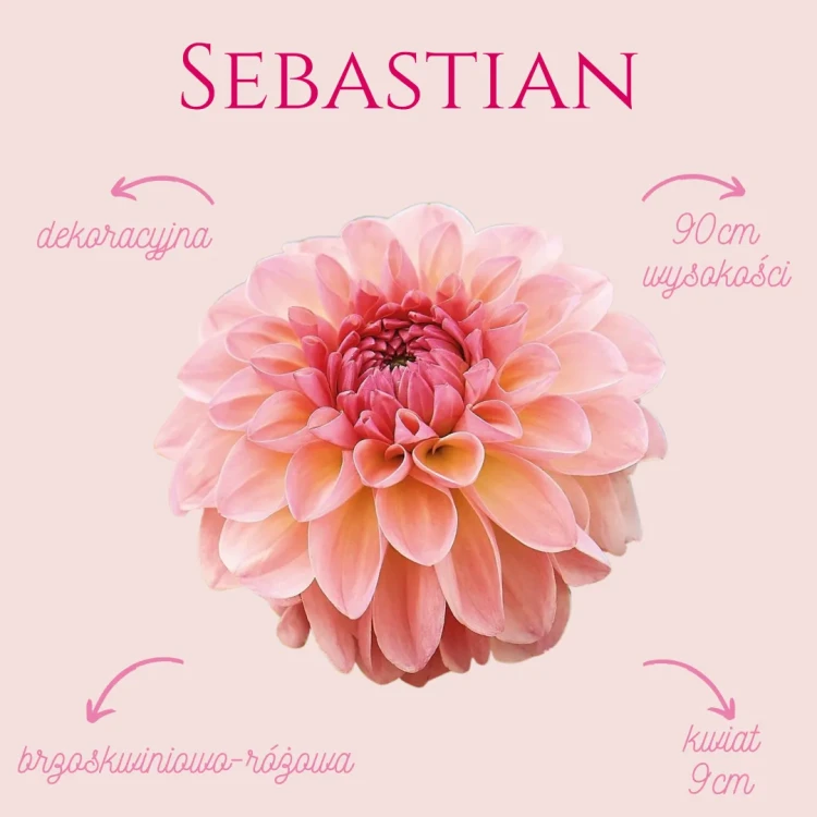 Sebastian