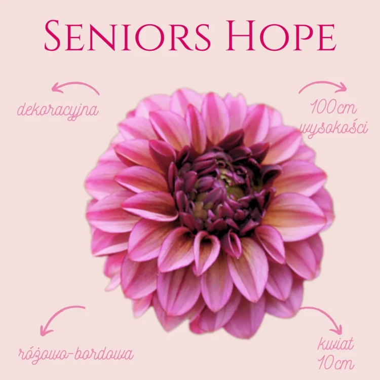 Seniors Hope