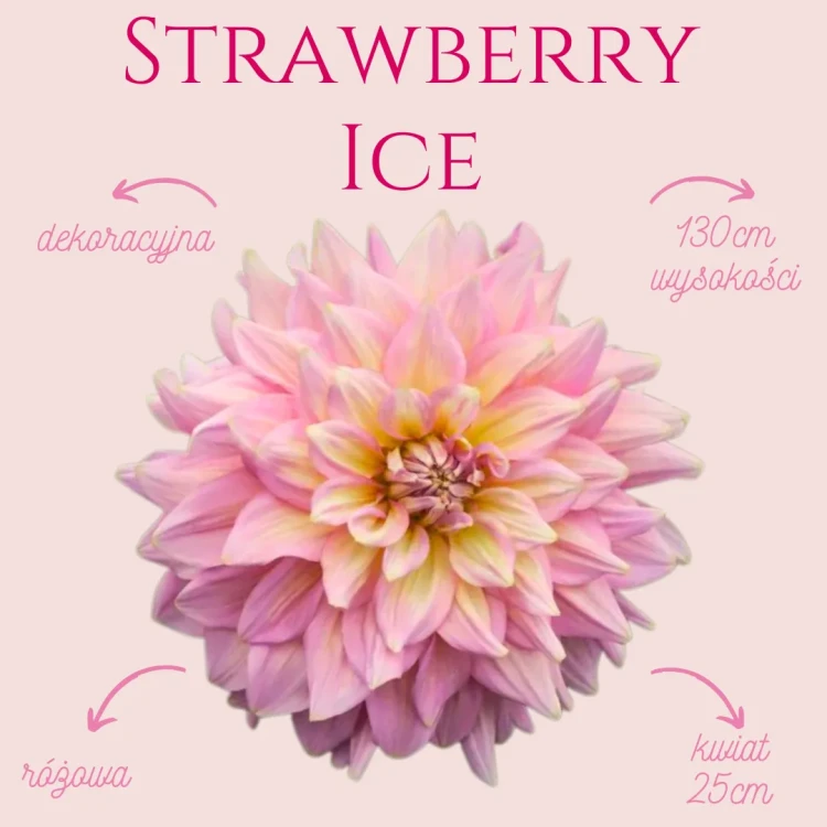 Strawberry Ice