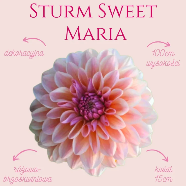 Sturm Sweet Maria (2)_11zon.webp