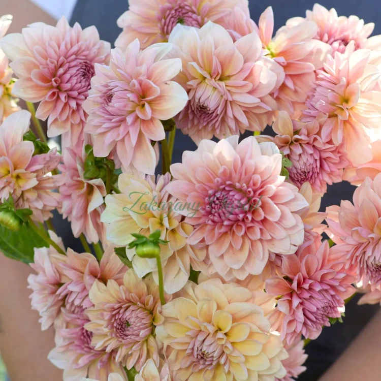 Sturm Sweet Maria (1)_11zon.webp