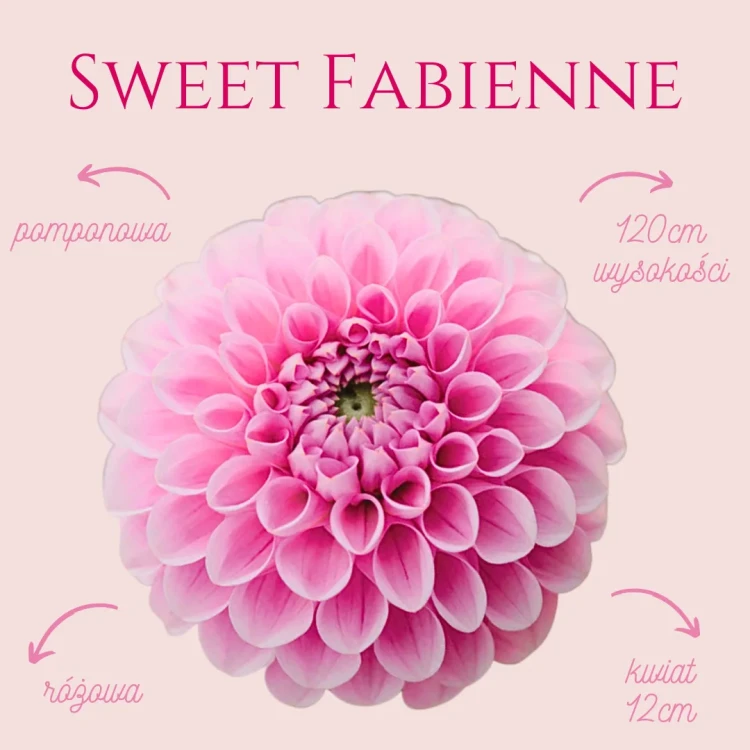Sweet Fabienne