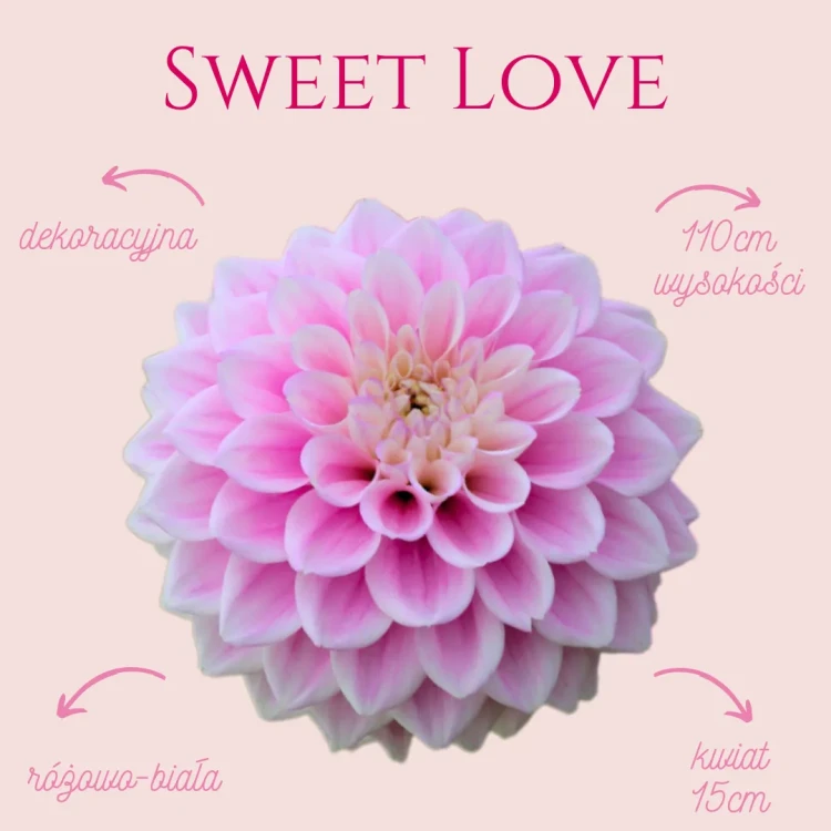Sweet Love