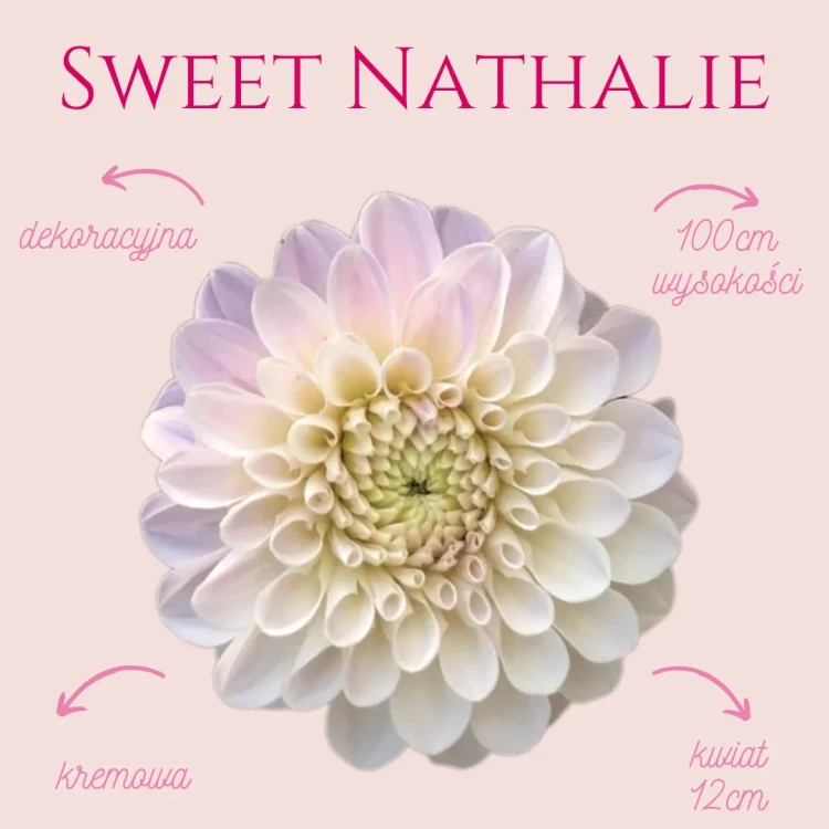 Sweet Nathalie