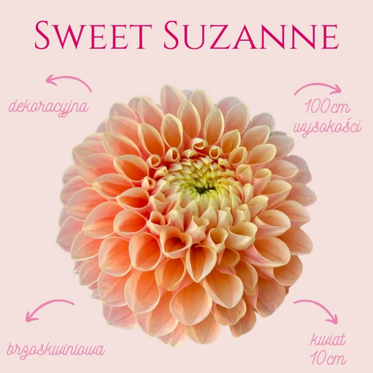 Sweet Suzanne