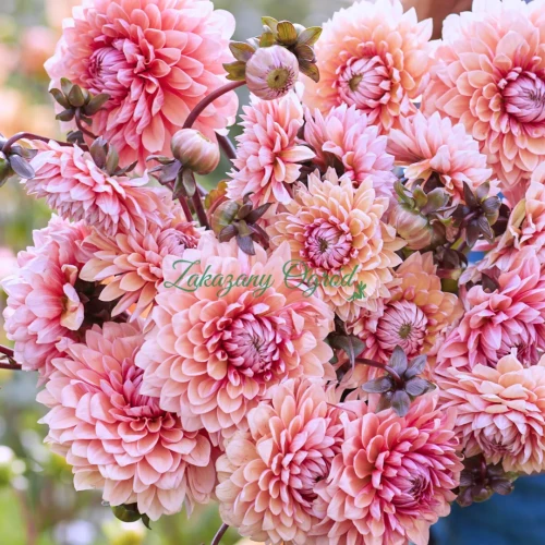 Sweet Sanne