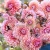 Sweet Sanne