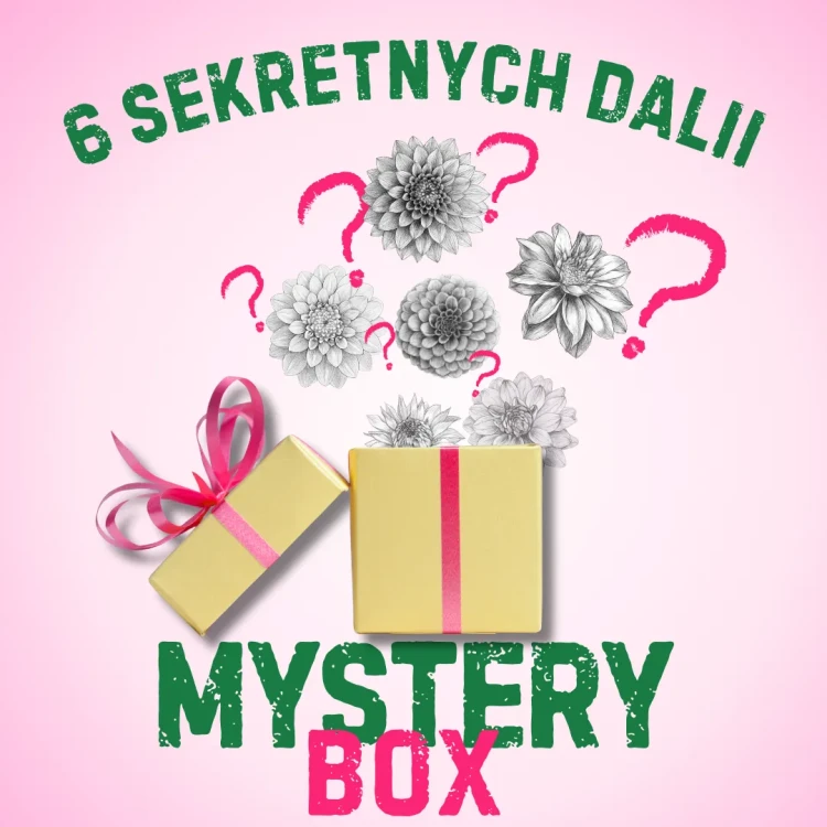mystery box z daliami