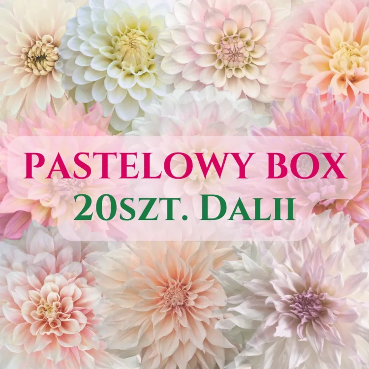 Pastelowy box