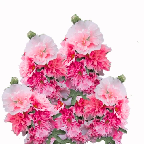 różowe kwiaty malwy