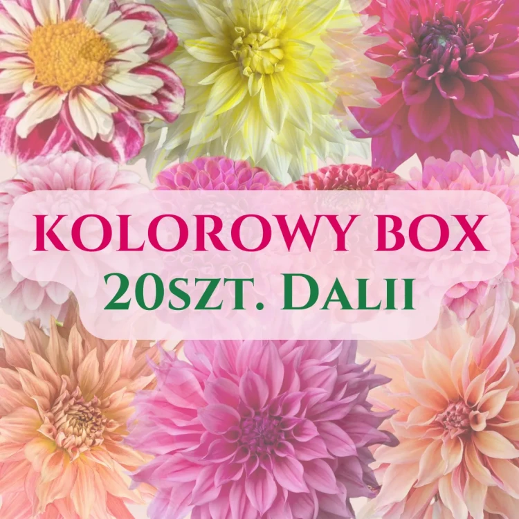Kolorowy box 20 szt. - dalia mix (1)_11zon.webp