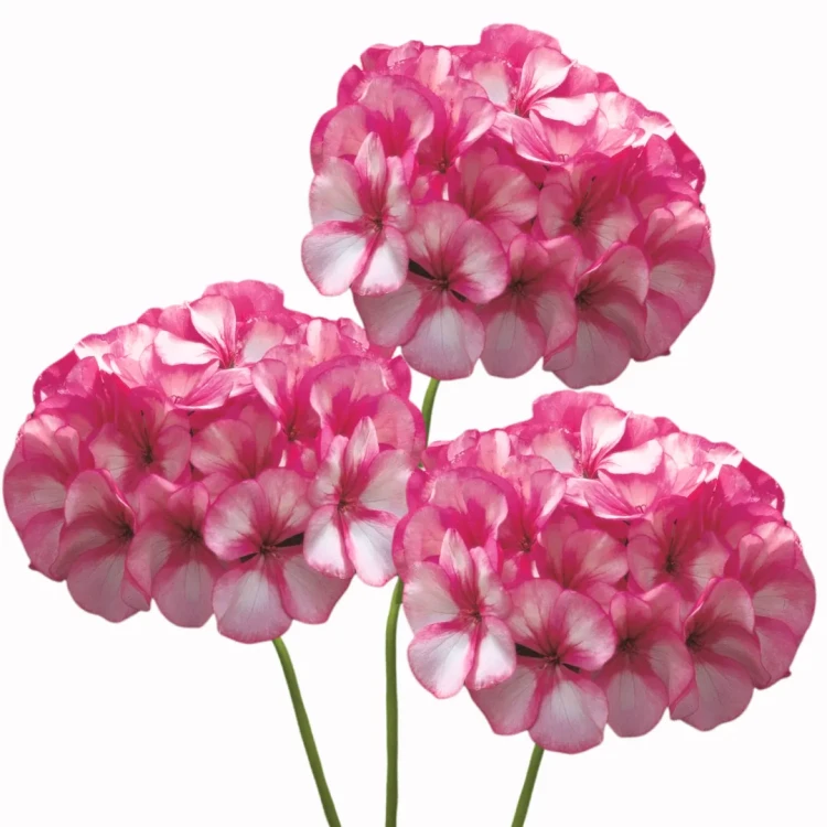 Pelargonia pasiasta - Maverick Star