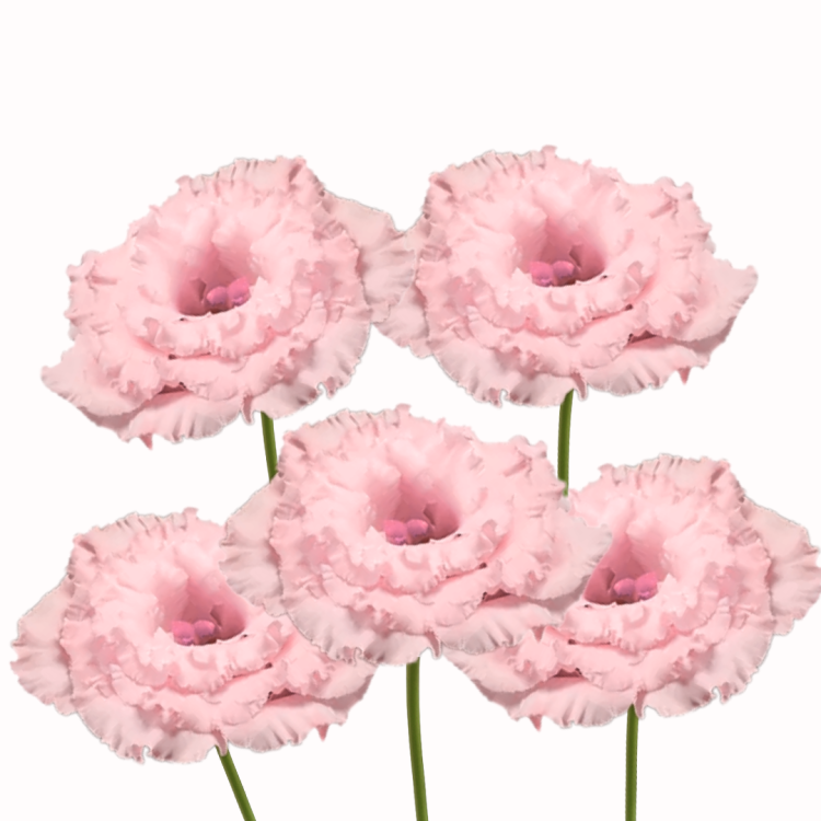 Eustoma wielkokwiatowa - Alissa 2 Light Pink